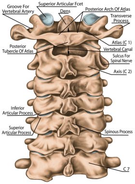 Servikal omurga yapısı, omurga kemikleri, boyun kemikleri, insan kemik sisteminin anatomisi, iskelet sistemi, omur morfolojisi, arka görüş.
