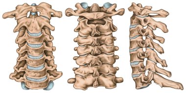 Servikal omurga yapısı, omurga kemikleri, boyun kemikleri, insan kemik sisteminin anatomisi, iskelet sistemi, ön, arka ve yan görüş.