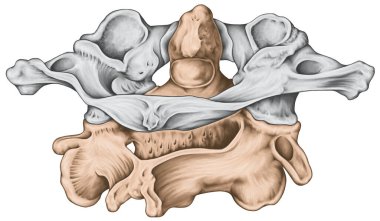 Didactic panel, boyun omuru, omurga morfolojisi, birinci ve ikinci boyun omuru, boyun omuru, atlas, eksen, atlantoaxial eklem, posterosuperior view