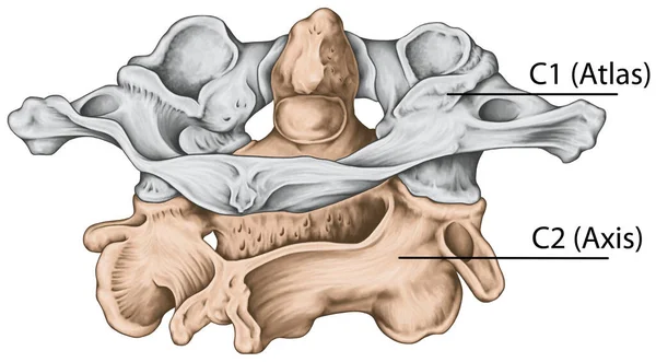 Tavola Didattica Colonna Vertebrale Cervicale Morfologia Vertebrale Prima Seconda Vertebra — Foto Stock