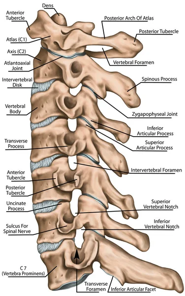 Estructura Columna Cervical Huesos Vertebrales Huesos Cervicales Anatomía Del Sistema —  Fotos de Stock