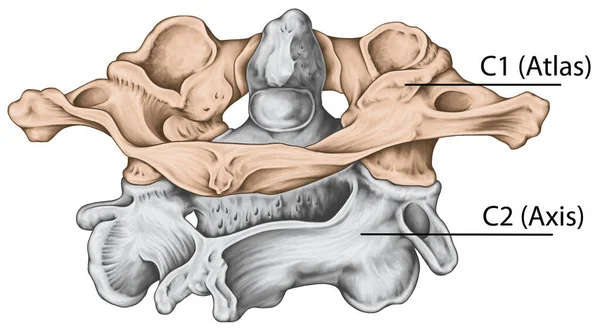 Didactic panel, boyun omuru, omurga morfolojisi, birinci ve ikinci boyun omuru, boyun omuru, atlas, eksen, atlantoaxial eklem, posterosuperior view
