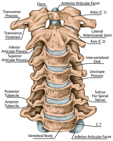 Struktura Kręgosłupa Szyjnego Kości Kręgosłupa Kości Szyjne Anatomia Układu Kostnego — Zdjęcie stockowe