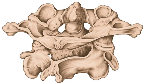 ディダクティックボード 子宮頸椎 脊椎形態 第1および第2頸椎 子宮頸椎 アトラス アトラントアキシアル関節 Posterosuperview — ストック写真