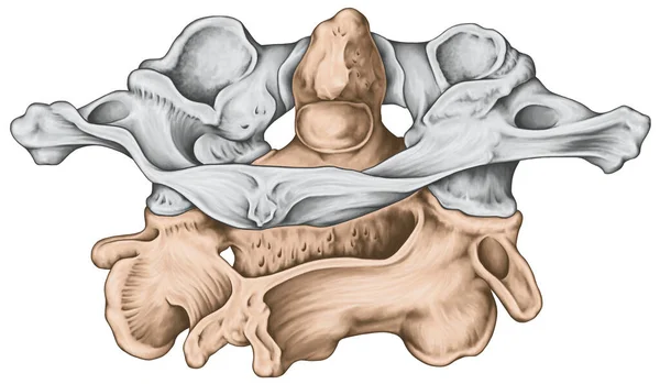 输卵管板 椎体形态 第一和第二颈椎 地图集 后颈关节 后视镜 — 图库照片