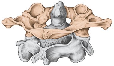 Didactic panel, boyun omuru, omurga morfolojisi, birinci ve ikinci boyun omuru, boyun omuru, atlas, eksen, atlantoaxial eklem, posterosuperior view