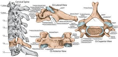 Didactic board, cervical spine, common vertebral morphology, sixth cervical vertebra, cervical vertebrae, anterior, lateral and superior view
