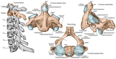 Didactic board, cervical spine, vertebral morphology, second cervical vertebra, axis, cervical vertebrae, anterior, lateral and superior view