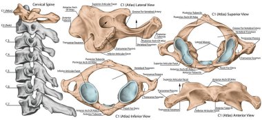 Didactic board, cervical spine, vertebral morphology, first cervical vertebra, atlas, cervical vertebrae, anterior, lateral, superior and inferior view