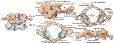 Didactic board, cervical spine, vertebral morphology, first cervical vertebra, atlas, cervical vertebrae, anterior, lateral, superior and inferior view