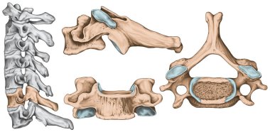 Didactic board, cervical spine, common vertebral morphology, sixth cervical vertebra, cervical vertebrae, anterior, lateral and superior view clipart