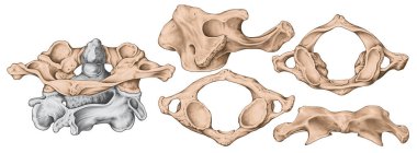 Didactic board, cervical spine, vertebral morphology, first cervical vertebra, atlas, cervical vertebrae, anterior, lateral, superior and inferior view