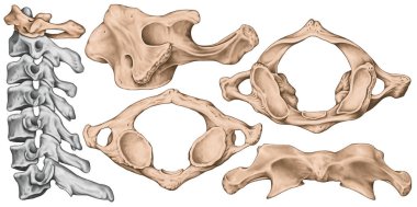 Didactic board, cervical spine, vertebral morphology, first cervical vertebra, atlas, cervical vertebrae, anterior, lateral, superior and inferior view