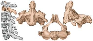 Didactic board, cervical spine, vertebral morphology, second cervical vertebra, axis, cervical vertebrae, anterior, lateral and superior view