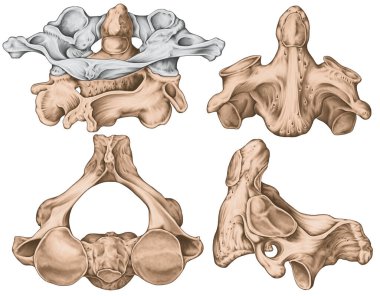 Didactic board, cervical spine, vertebral morphology, second cervical vertebra, axis, cervical vertebrae, anterior, lateral and superior view