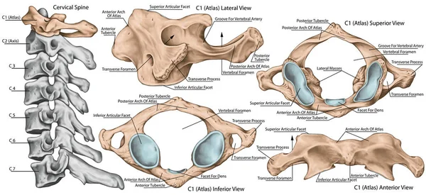 Didactic board, cervical spine, vertebral morphology, first cervical vertebra, atlas, cervical vertebrae, anterior, lateral, superior and inferior view
