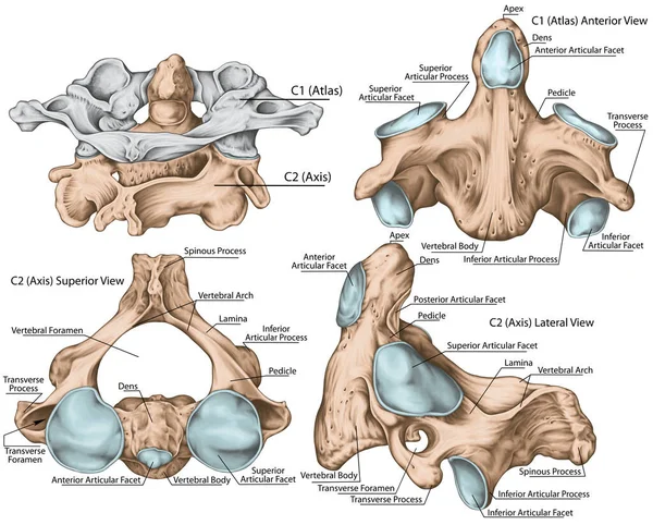 Didactic board, cervical spine, vertebral morphology, second cervical vertebra, axis, cervical vertebrae, anterior, lateral and superior view