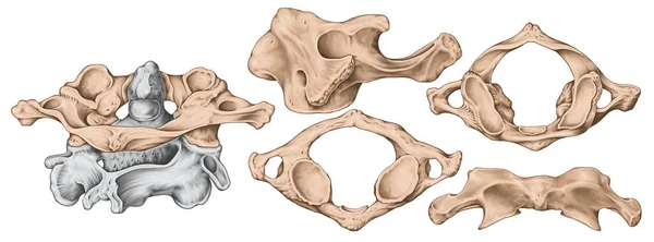 Didactic Board Cervical Spine Vertebral Morphology First Cervical Vertebra Atlas — Stock Photo, Image