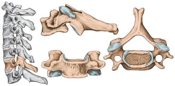 Didactic Board Cervical Spine Common Vertebral Morphology Sixth Cervical Vertebra Stockbild