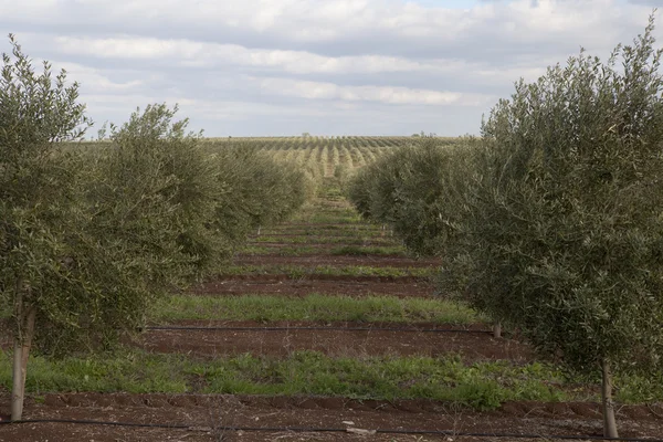 Olive trees in a row. Stock Photo