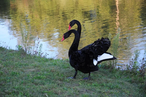 Dance of black swans. — Stock Photo, Image