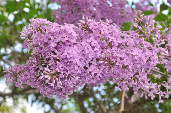 Branch dari lilac — Stok Foto