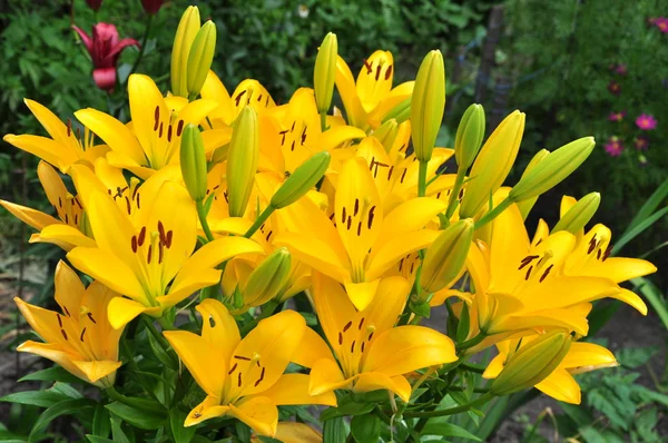 Yellow lilies(nove sento) — Stock Photo, Image