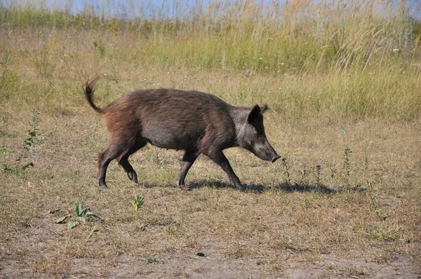 I'm in a hurry... — Stock Photo, Image