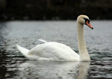 Loch lomond içinde yüzmeye görkemli Kuğu