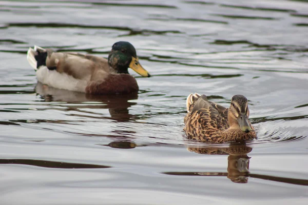 Ducks Male and Female swimming in Loch Lomond Stock Picture