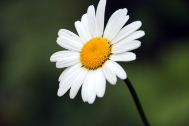 papatya çiçeği