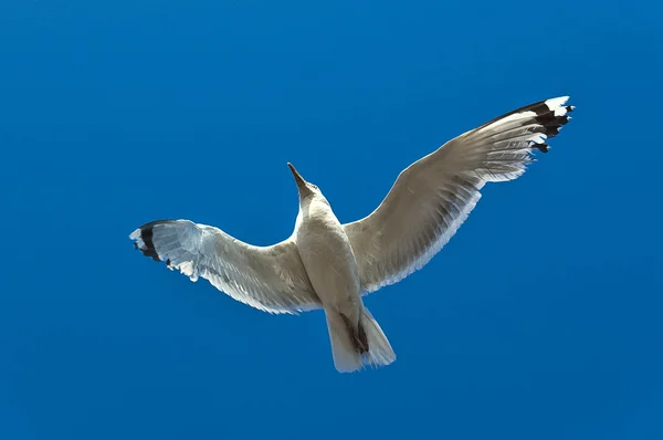 Gabbiano — Foto Stock