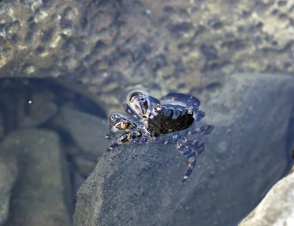 Crab near the shore