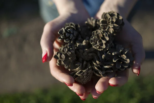 çam kozalakları kadınların elinde