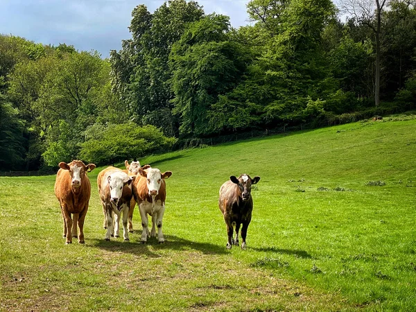 Цікава Худоба Полі Фермера Сільській Місцевості Північного Йоркширу — стокове фото