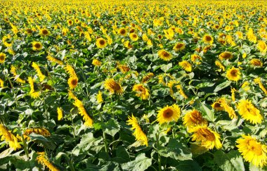 Ayçiçeği tarlasında ayçiçekleri, çerçeve filizlenir 