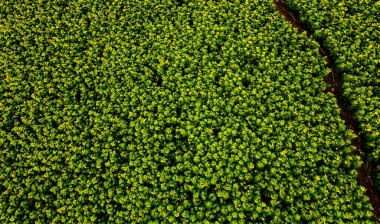 Ayçiçeği tarlasının drone görüntüsü, sahanın sağında patika var. 