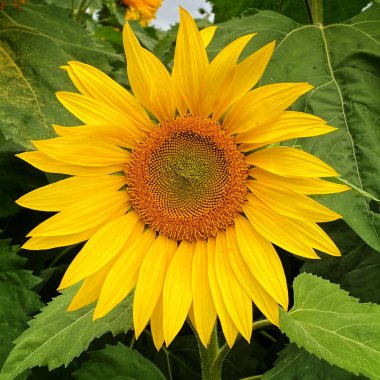 Yeşil yapraklara karşı ayçiçeğini kapat