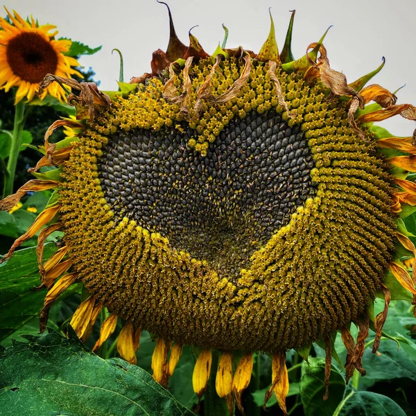 Heart Shape Picked Out Seeds Sunflower — Stock Photo, Image