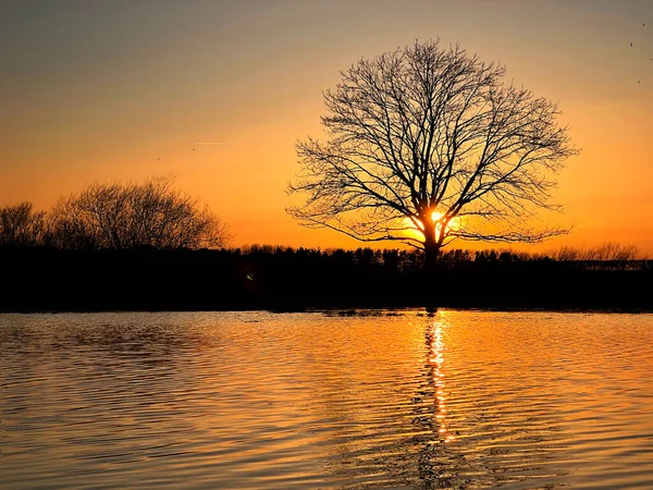 Sun Goes Doen Single Tree Flooded Meadow — Stock Photo, Image