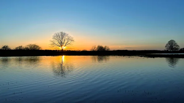 Sun Goes Lone Tree Flooded Meadow Blue Tint — Stock Photo, Image