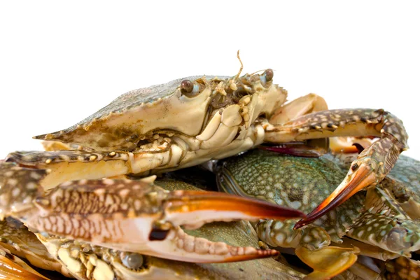 Blue crab — Stock Photo, Image