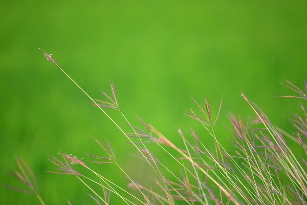 Trawa piórkowa — Zdjęcie stockowe