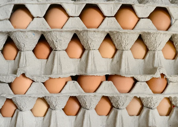 Oeufs en cartons — Photo