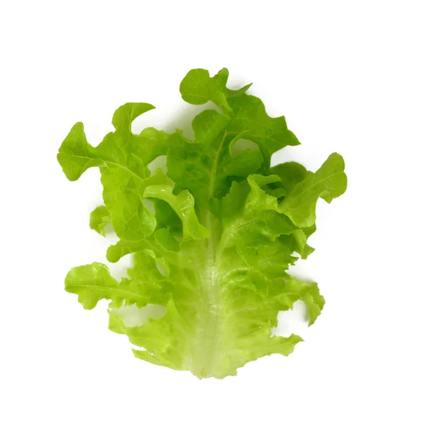 Butter Lettuce — Stock Photo, Image