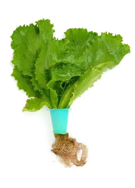 Гідропоніка салату — стокове фото