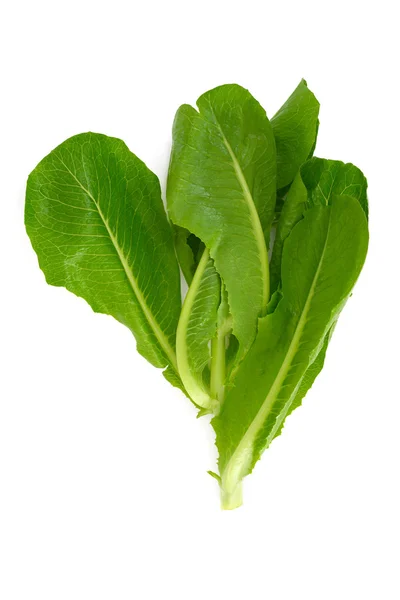 Fresh Lettuce — Stock Photo, Image