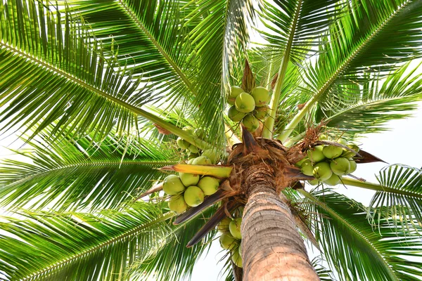 Coconut Palm Tree — Stock Photo, Image