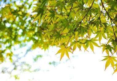 akçaağaç yaprakları