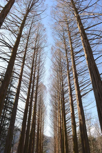 Çam ağaçları — Stok fotoğraf